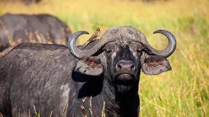 buffalo